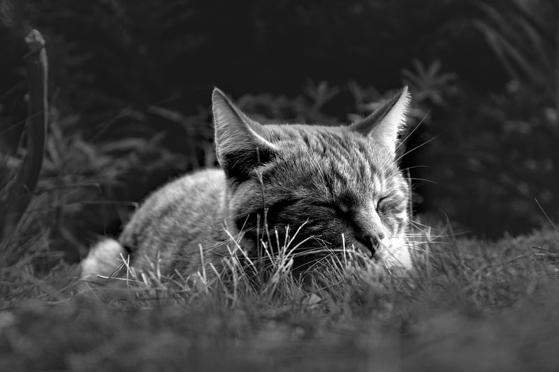 Restorative Rest