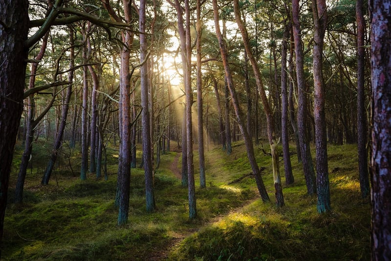 Nature Connection